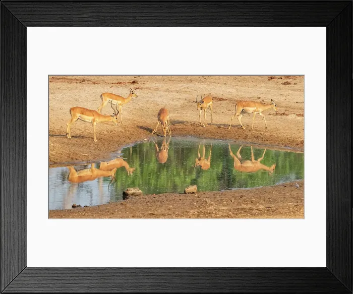 Framed Print : Africa, Zambia, South Luangwa National Park. A group of impalas drinking in the riverbed Framed Print : Africa, Zambia, South Luangwa National Park. A group of impalas drinking in the riverbed