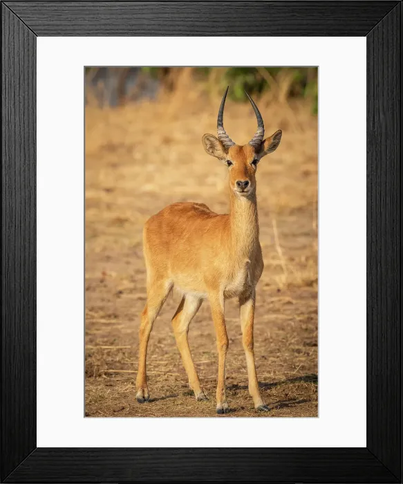 Framed Print : Africa, Zambia, South Luangwa National Park. A beautiful male Puku Framed Print : Africa, Zambia, South Luangwa National Park. A beautiful male Puku