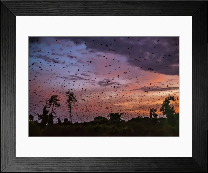 Framed Print : Africa, Zambia, Kasanka National Park. The migration of fruit bats at sunrise Framed Print : Africa, Zambia, Kasanka National Park. The migration of fruit bats at sunrise