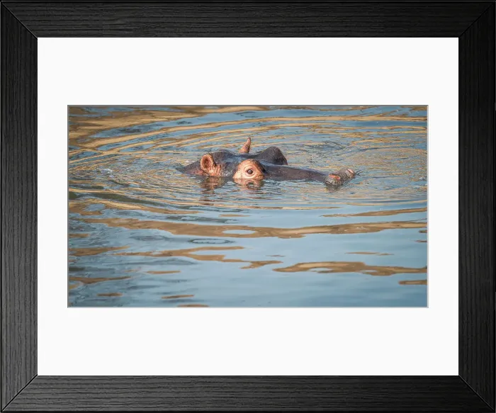 Framed Print : Africa, Zambia, South Luangwa National Park. A hippo in the water of the Luangwa Framed Print : Africa, Zambia, South Luangwa National Park. A hippo in the water of the Luangwa