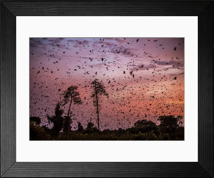 Framed Print : Africa, Zambia, Kasanka National Park. The migration of fruit bats at sunrise Framed Print : Africa, Zambia, Kasanka National Park. The migration of fruit bats at sunrise