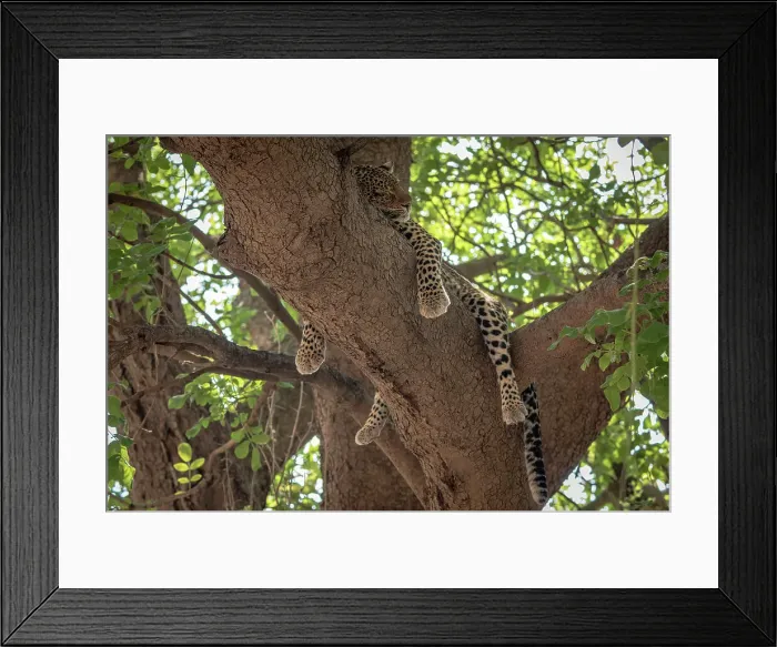 Framed Print : Africa, Zambia, South Luangwa National Park. A sleeping Leopard hanging in a sausage tree