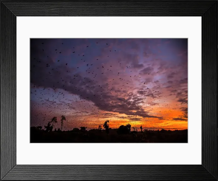 Framed Print : Africa, Zambia, Kasanka National Park. The migration of fruit bats at sunrise Framed Print : Africa, Zambia, Kasanka National Park. The migration of fruit bats at sunrise