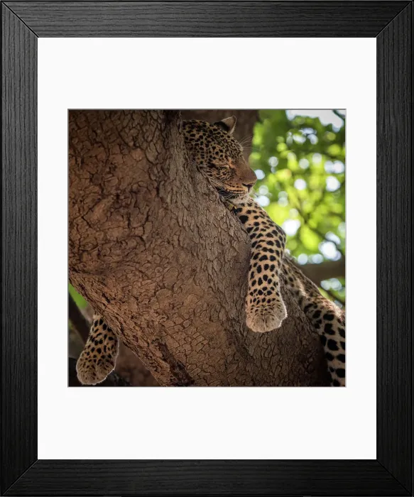 Framed Print : Africa, Zambia, South Luangwa National Park. A sleeping Leopard hanging in a sausage tree