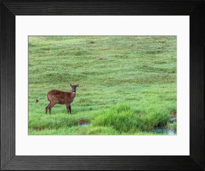 Framed Print : Africa, Zambia, Kasanka National Park. Sitatunga antelope walking in the swamp Framed Print : Africa, Zambia, Kasanka National Park. Sitatunga antelope walking in the swamp