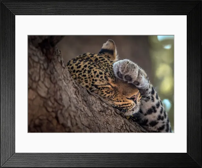Framed Print : Africa, Zambia, South Luangwa National Park. A close up of a sleeping Leopard in a sausage tree