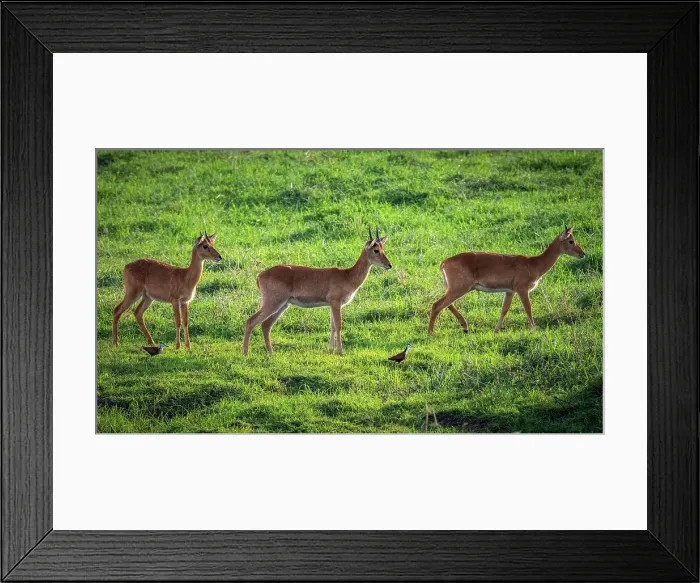 Framed Print : Africa, Zambia, Kasanka National Park. Puku antelopes walking in the swamp