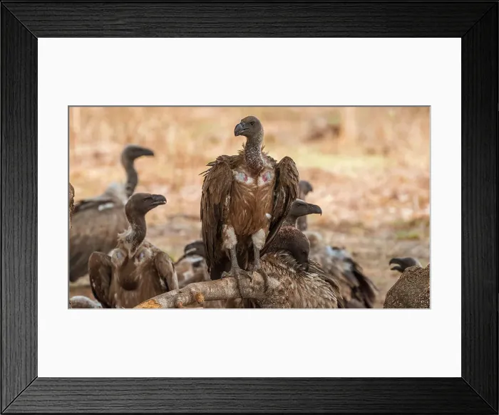Framed Print : Africa, Zambia, South Luangwa National Park. A group of cape vultures feeding on a carcass Framed Print : Africa, Zambia, South Luangwa National Park. A group of cape vultures feeding on a carcass