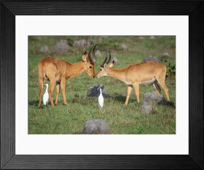Framed Print : Africa, Zambia, Kasanka National Park. Puku antelopes walking in the swamp Framed Print : Africa, Zambia, Kasanka National Park. Puku antelopes walking in the swamp