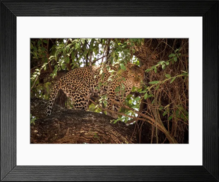 Framed Print : Africa, Zambia, South Luangwa National Park. A puzzled looking Leopard in a sausage tree Framed Print : Africa, Zambia, South Luangwa National Park. A puzzled looking Leopard in a sausage tree