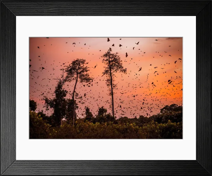 Framed Print : Africa, Zambia, Kasanka National Park. The migration of fruit bats at sunrise