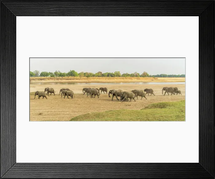 Framed Print : Africa, Zambia, South Luangwa National Park. A group of elephants walking on the riverbed of the Luangwa River to reach the drinking point Framed Print : Africa, Zambia, South Luangwa National Park. A group of elephants walking on the riverbed of the Luangwa River to reach the drinking point
