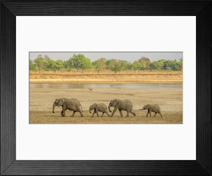 Framed Print : Africa, Zambia, South Luangwa National Park. A group of elephants walking on the riverbed of the Luangwa River to reach the drinking point Framed Print : Africa, Zambia, South Luangwa National Park. A group of elephants walking on the riverbed of the Luangwa River to reach the drinking point