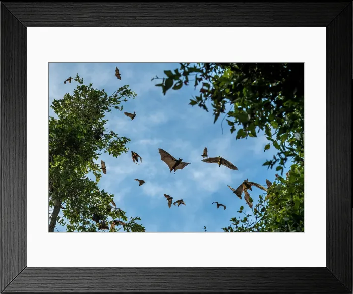 Framed Print : Africa, Zambia, Kasanka National Park. Straw coloured fruit bats flying over the forest Framed Print : Africa, Zambia, Kasanka National Park. Straw coloured fruit bats flying over the forest