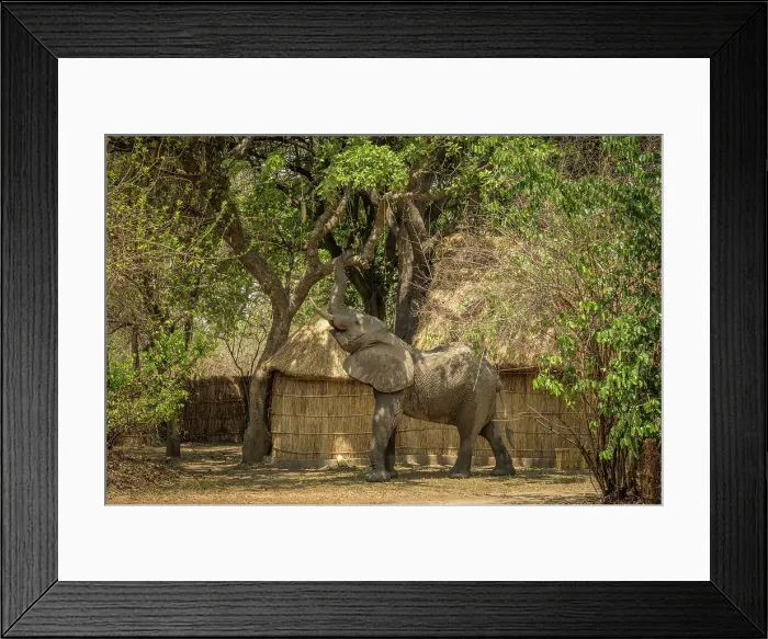 Framed Print : Africa, Zambia, South Luangwa National Park. An elephant feeding on a sausage tree near the chalets in the camp Tafika Framed Print : Africa, Zambia, South Luangwa National Park. An elephant feeding on a sausage tree near the chalets in the camp Tafika