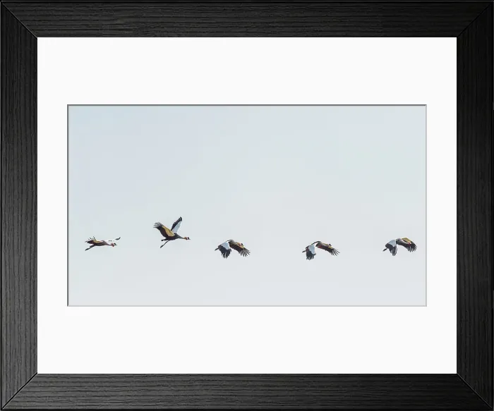 Framed Print : Africa, Zambia, South Luangwa National Park. A group of crowned cranes flying Framed Print : Africa, Zambia, South Luangwa National Park. A group of crowned cranes flying