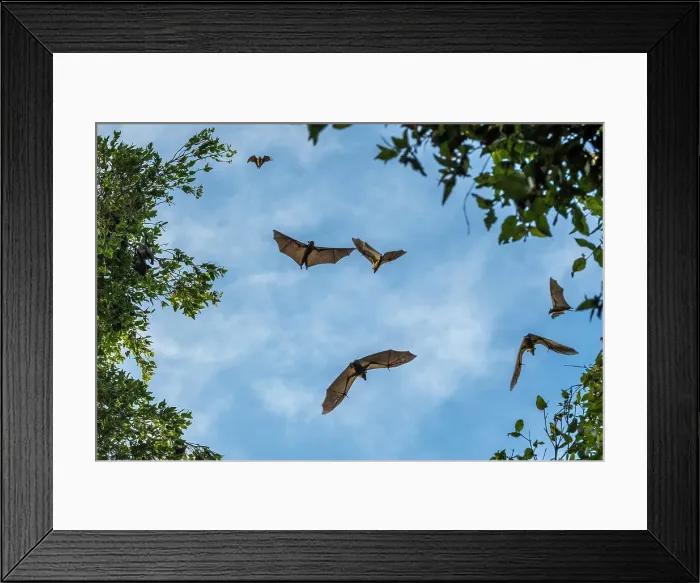 Framed Print : Africa, Zambia, Kasanka National Park. Straw coloured fruit bat flying over the forest Framed Print : Africa, Zambia, Kasanka National Park. Straw coloured fruit bat flying over the forest