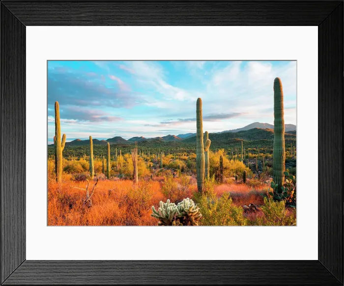 Framed Print : Sunset at Saguaro National Park, Tucson, Arizona, USA Framed Print : Sunset at Saguaro National Park, Tucson, Arizona, USA