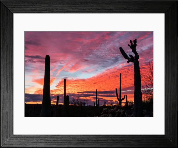 Framed Print : Sunset at Saguaro National Park, Tucson, Arizona, USA Framed Print : Sunset at Saguaro National Park, Tucson, Arizona, USA