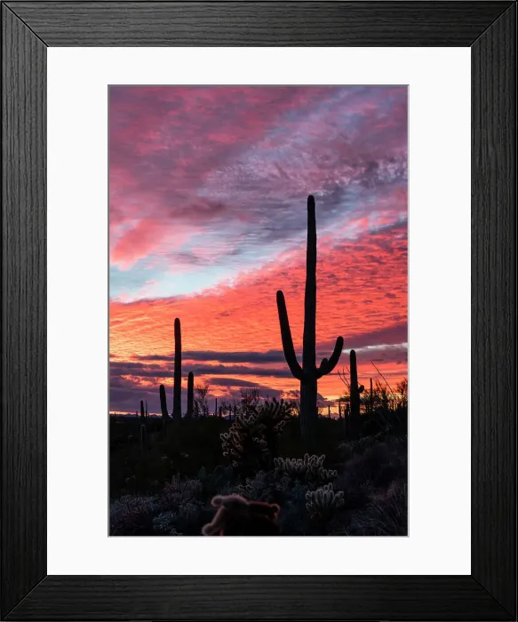 Framed Print : Sunset at Saguaro National Park, Tucson, Arizona, USA Framed Print : Sunset at Saguaro National Park, Tucson, Arizona, USA