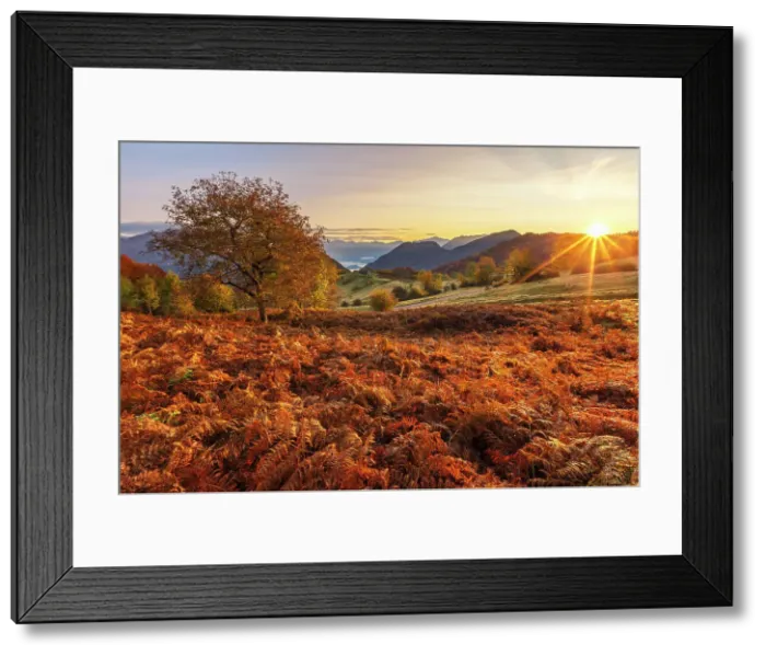 Framed Print : First autumn light on Piano delle Alpi with red ferns. Cerano d'Intelvi, Intelvi valley (val d'Intelvi), lake Como, Como province, Lombardy, Italy