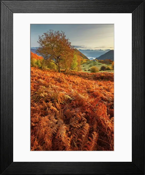 Framed Print : Autumn view of Piano delle Alpi with red ferns. Cerano d'Intelvi, Intelvi valley (val d'Intelvi), lake Como, Como province, Lombardy, Italy Framed Print : Autumn view of Piano delle Alpi with red ferns. Cerano d'Intelvi, Intelvi valley (val d'Intelvi), lake Como, Como province, Lombardy, Italy