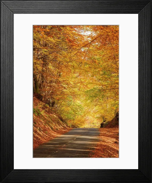 Framed Print : Autumn road in the forest. Piano delle Alpi, Cerano d'Intelvi, intelvi valley (val d'Intelvi), Como province, Lombardy, Italy Framed Print : Autumn road in the forest. Piano delle Alpi, Cerano d'Intelvi, intelvi valley (val d'Intelvi), Como province, Lombardy, Italy