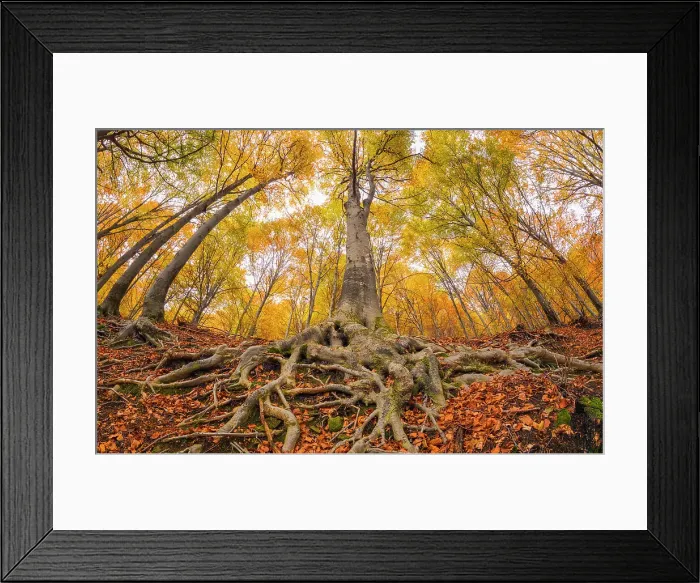 Framed Print : Autumnal trees in the forest. Ponna Superiore, Intelvi valley (val d'Intelvi), Como province, Lombardy, Italy Framed Print : Autumnal trees in the forest. Ponna Superiore, Intelvi valley (val d'Intelvi), Como province, Lombardy, Italy