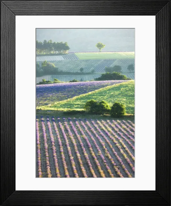 Framed Print : Lavender fields in early morning sunlight, near Sault, Provence, France Framed Print : Lavender fields in early morning sunlight, near Sault, Provence, France