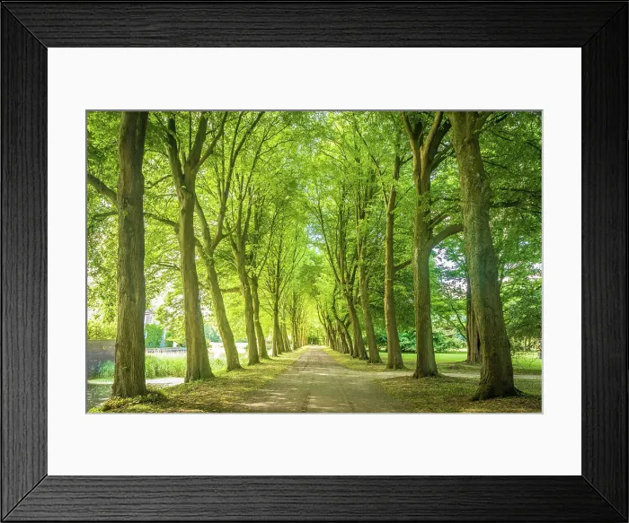 Framed Print : Avenue near Luetetsburg Castle, East Frisia, Lower Saxony, Germany Framed Print : Avenue near Luetetsburg Castle, East Frisia, Lower Saxony, Germany
