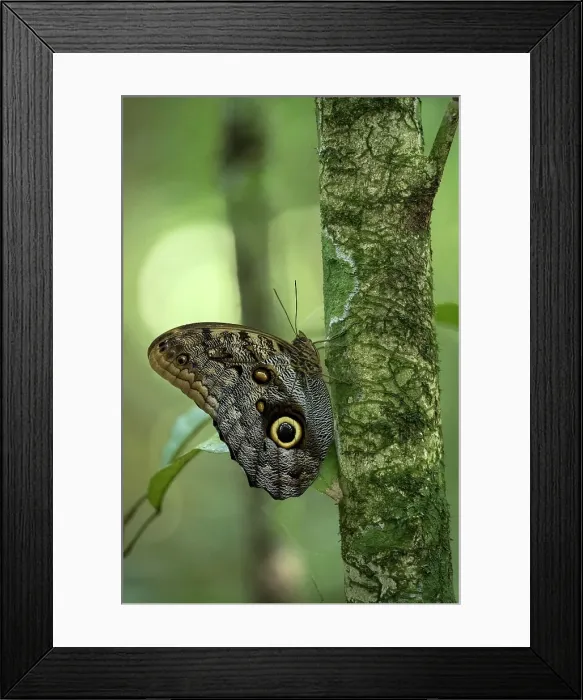 Framed Print : Corcovado National Park, Puntarenas Province, Costa Rica, Central America