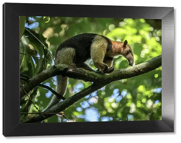 Anteater (Vermilingua), Corcovado National Park, Puntarenas Province, Costa Rica, Central America