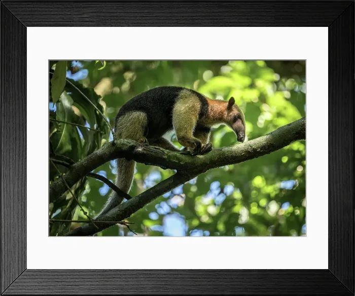 Framed Print : Anteater (Vermilingua), Corcovado National Park, Puntarenas Province, Costa Rica, Central America Framed Print : Anteater (Vermilingua), Corcovado National Park, Puntarenas Province, Costa Rica, Central America