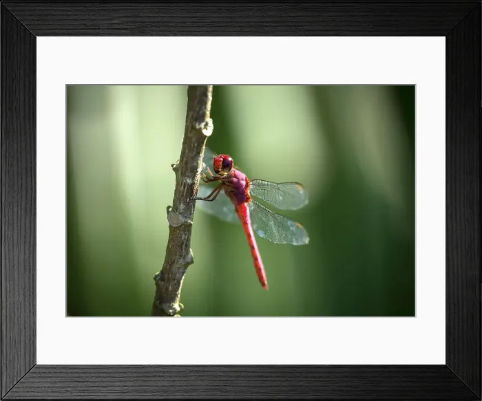 Framed Print : Dragonfly, Corcovado National Park, Puntarenas Province, Costa Rica, Central America Framed Print : Dragonfly, Corcovado National Park, Puntarenas Province, Costa Rica, Central America