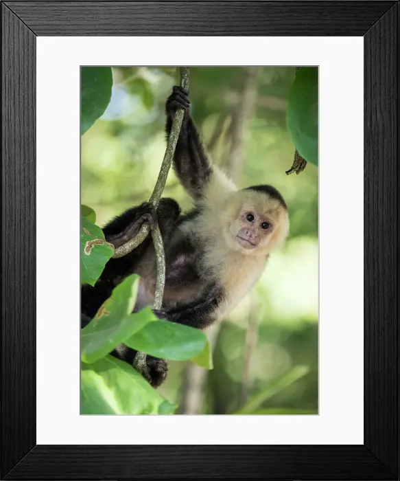 Framed Print : Capuchin Monkeys at Manuel Antonio Beach, Manuel Antonio National Park, Puntarenas Province, Costa Rica, Central America Framed Print : Capuchin Monkeys at Manuel Antonio Beach, Manuel Antonio National Park, Puntarenas Province, Costa Rica, Central America