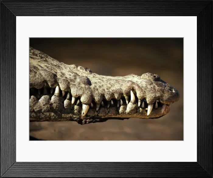 Framed Print : American Crocodile (Crocodylus acutus), Tarcoles River, Garabito, Puntarenas Province, Costa Rica, Central America Framed Print : American Crocodile (Crocodylus acutus), Tarcoles River, Garabito, Puntarenas Province, Costa Rica, Central America