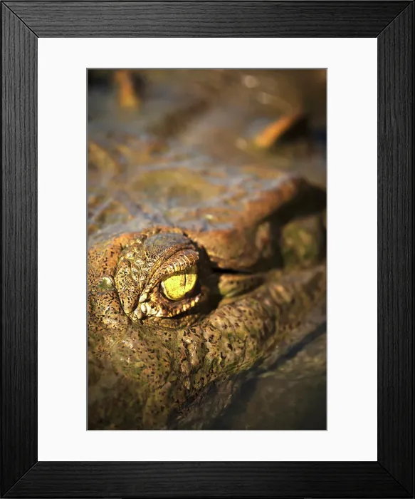 Framed Print : American Crocodile (Crocodylus acutus), Tarcoles River, Garabito, Puntarenas Province, Costa Rica, Central America Framed Print : American Crocodile (Crocodylus acutus), Tarcoles River, Garabito, Puntarenas Province, Costa Rica, Central America