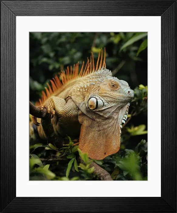 Framed Print : Green Iguana (Iguana iguana), Alajuela Province, Costa Rica, Central America