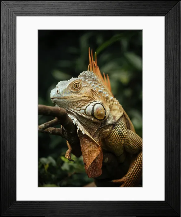 Framed Print : Green Iguana (Iguana iguana), Alajuela Province, Costa Rica, Central America