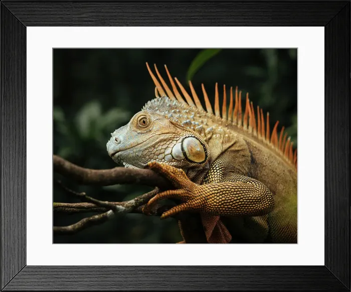 Framed Print : Green Iguana (Iguana iguana), Alajuela Province, Costa Rica, Central America