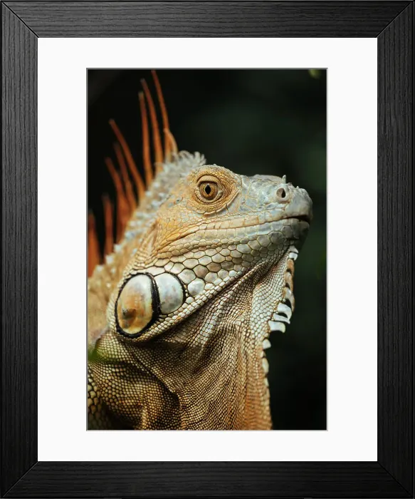 Framed Print : Green Iguana (Iguana iguana), Alajuela Province, Costa Rica, Central America