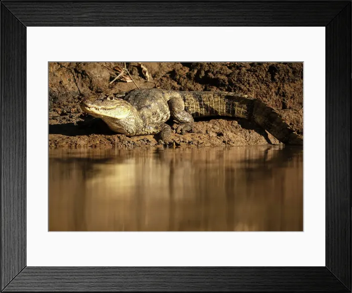 Framed Print : Caiman, Cano Negro, Alajuela Province, Costa Rica, Central America Framed Print : Caiman, Cano Negro, Alajuela Province, Costa Rica, Central America