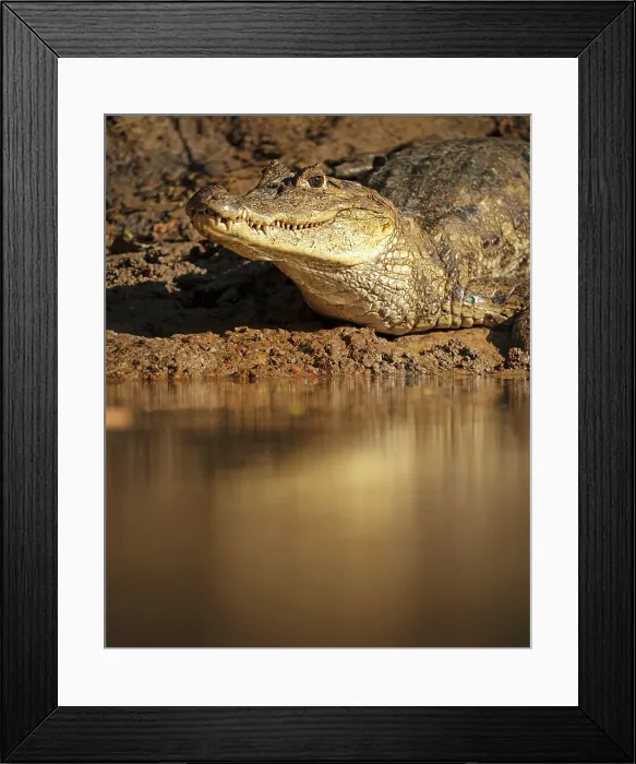 Framed Print : Caiman, Cano Negro, Alajuela Province, Costa Rica, Central America Framed Print : Caiman, Cano Negro, Alajuela Province, Costa Rica, Central America