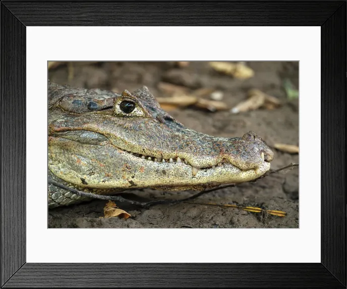 Framed Print : Caiman, Cano Negro, Alajuela Province, Costa Rica, Central America Framed Print : Caiman, Cano Negro, Alajuela Province, Costa Rica, Central America