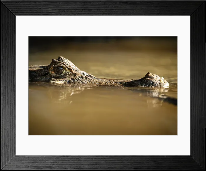 Framed Print : Caiman, Cano Negro, Alajuela Province, Costa Rica, Central America Framed Print : Caiman, Cano Negro, Alajuela Province, Costa Rica, Central America