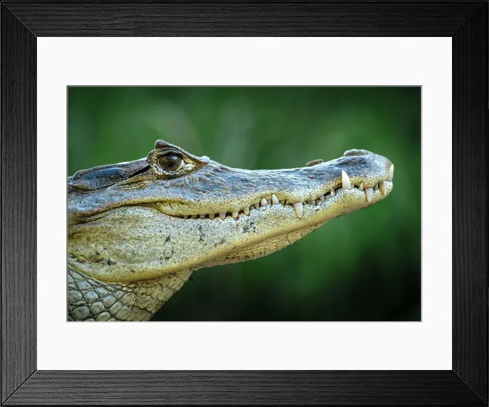 Framed Print : Caiman, Cano Negro, Alajuela Province, Costa Rica, Central America Framed Print : Caiman, Cano Negro, Alajuela Province, Costa Rica, Central America