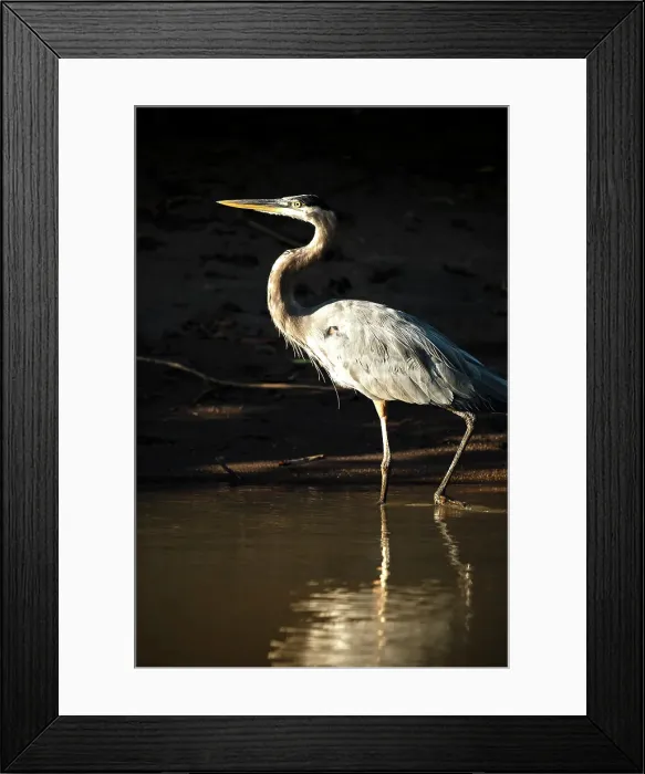 Framed Print : Great blue Heron, Cano Negro, Alajuela Province, Costa Rica, Central America Framed Print : Great blue Heron, Cano Negro, Alajuela Province, Costa Rica, Central America