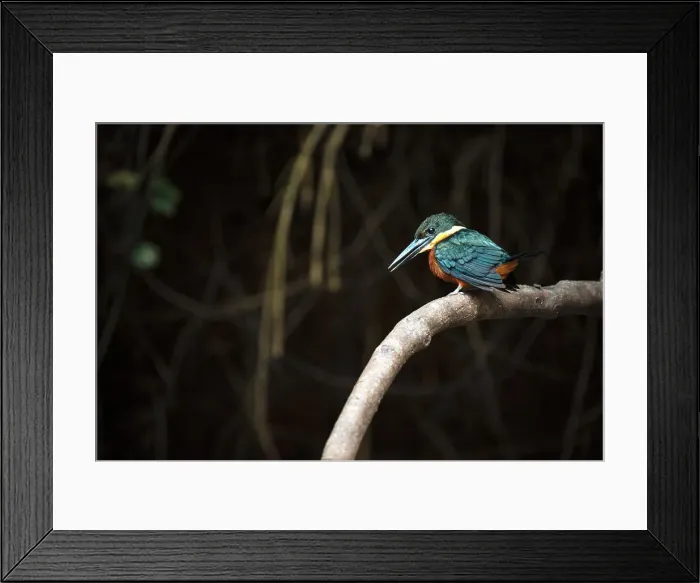Framed Print : Green and rufus Kingfisher, Cano Negro, Alajuela Province, Costa Rica, Central America Framed Print : Green and rufus Kingfisher, Cano Negro, Alajuela Province, Costa Rica, Central America