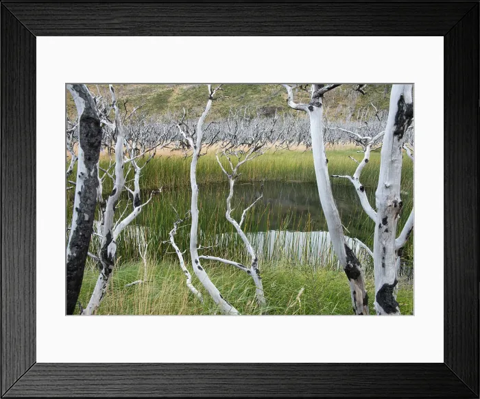 Framed Print : Patagonia, Chile, Torres del Paine, wetland Framed Print : Patagonia, Chile, Torres del Paine, wetland