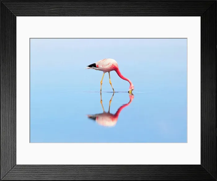 Framed Print : A James flamingo (Phoenicoparrus jamesi) reflected in the Laguna Chaxa waters, Salar de Atacama, San Pedro de Atacama, El Loa, Chile Framed Print : A James flamingo (Phoenicoparrus jamesi) reflected in the Laguna Chaxa waters, Salar de Atacama, San Pedro de Atacama, El Loa, Chile